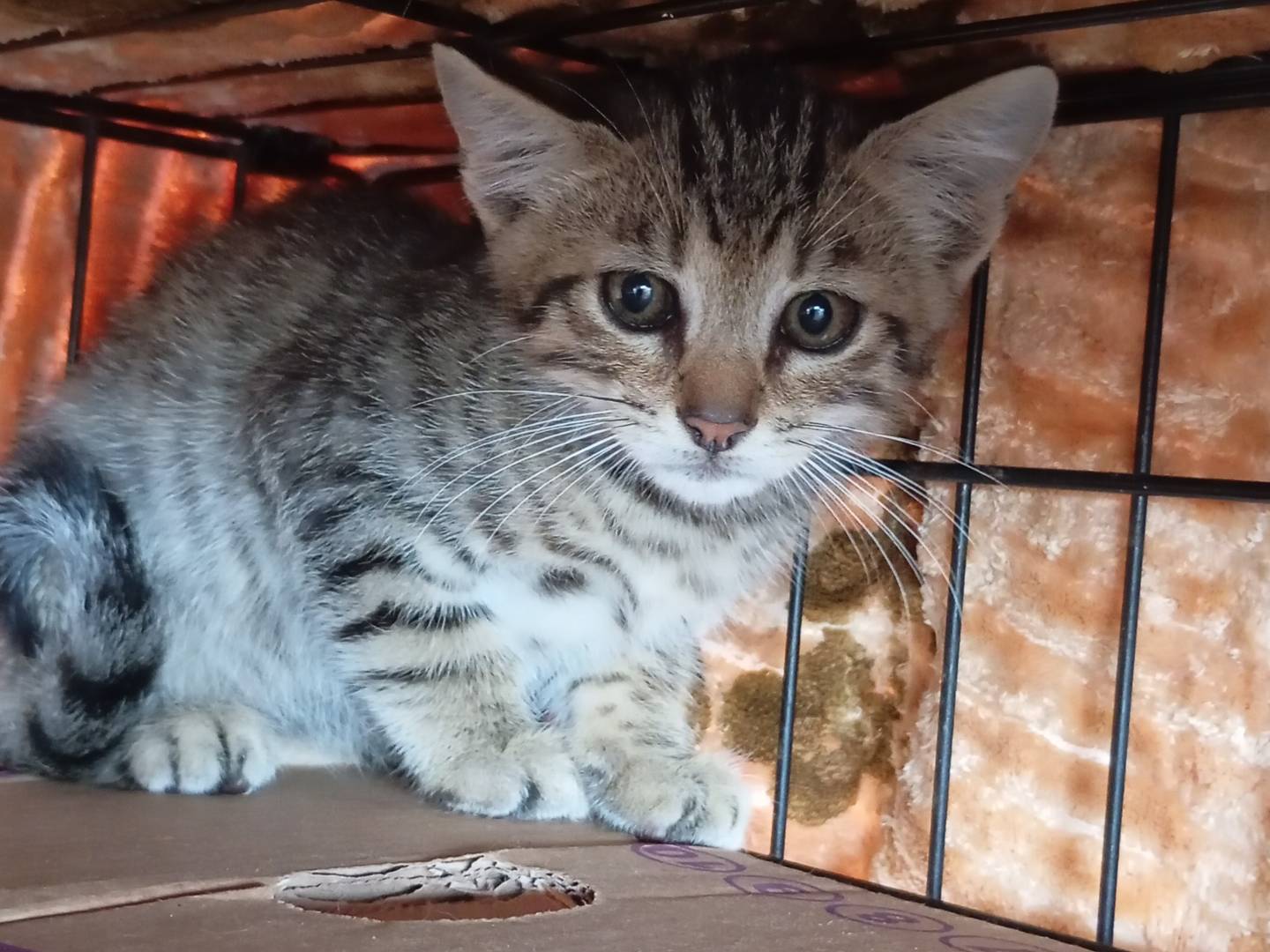 Adozione gatto, maschio, Razza sconosciuta Razza sconosciuta, 2 mesi, taglia non valida, Latina