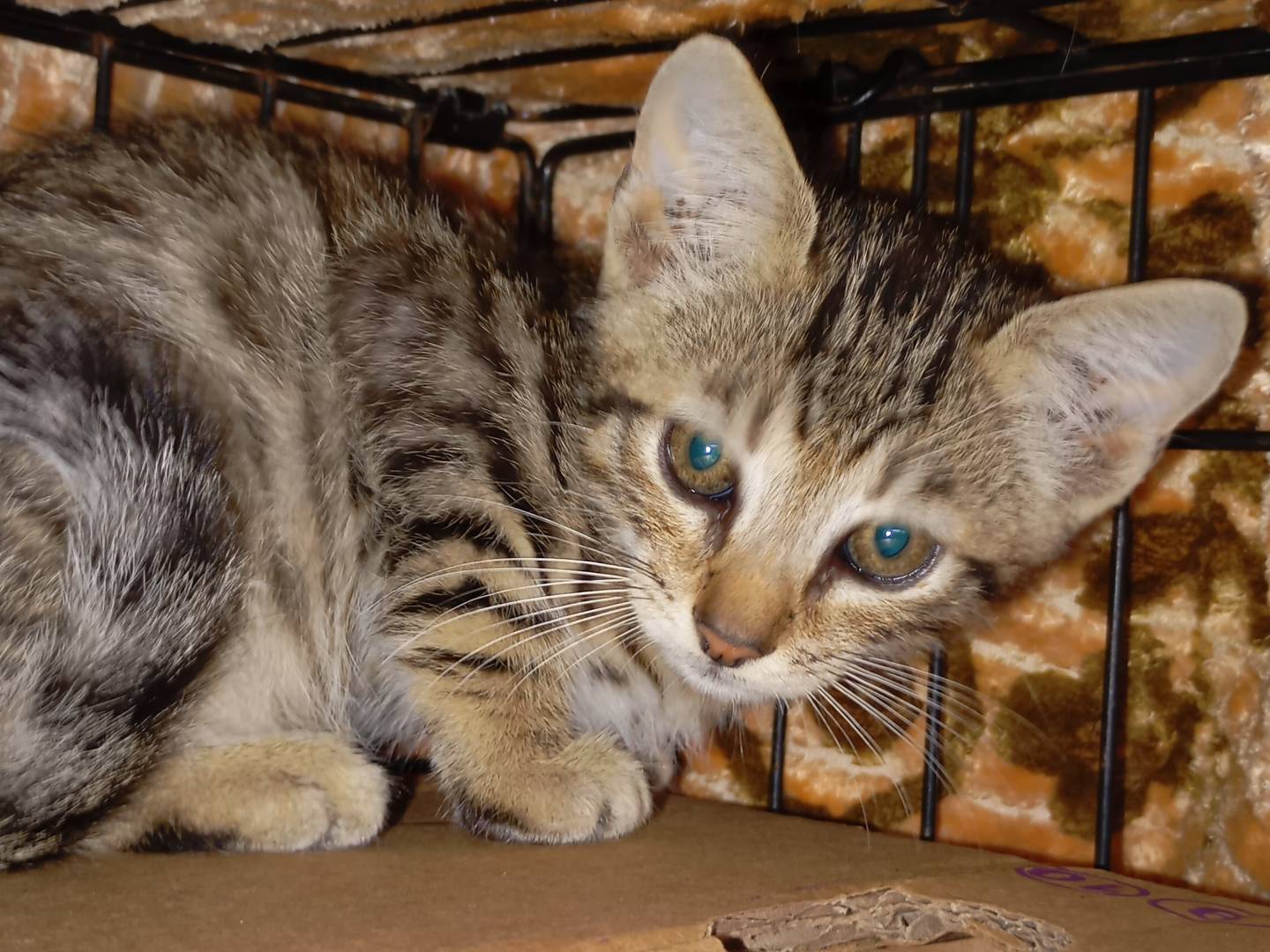 Adotta un gatto, maschio, 2 mesi, Latina