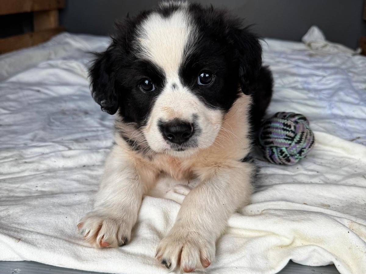 Adozione cane, maschio, Razza sconosciuta Razza sconosciuta, 2 mesi, taglia media, Frosinone