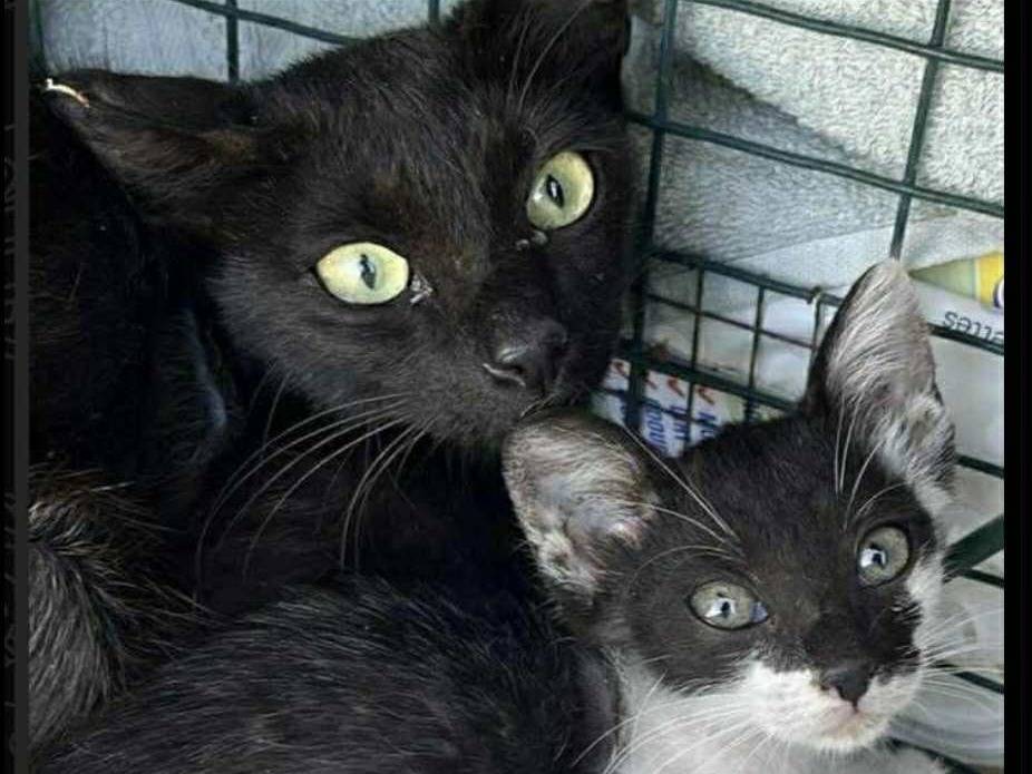 Adozione gatto, femmina, Razza sconosciuta Razza sconosciuta, 7 mesi, taglia non valida, Bologna