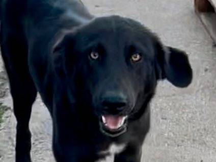 Adozione cane, femmina, Razza sconosciuta Razza sconosciuta, 1 anno, taglia media, Crotone