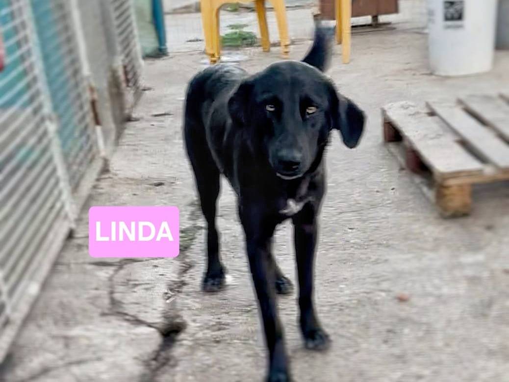 Adotta un cane, femmina, 1 anno, Crotone
