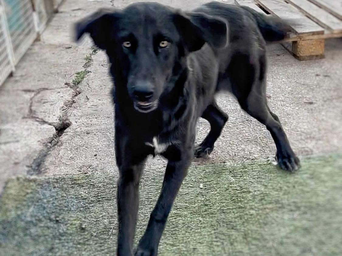 Adotta un cane, taglia media, femmina, Crotone