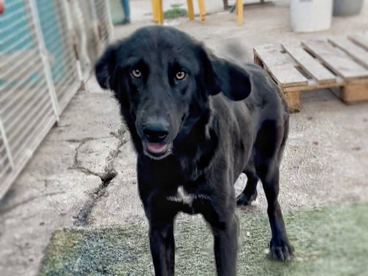 Vuoi adottare un cane a Crotone?