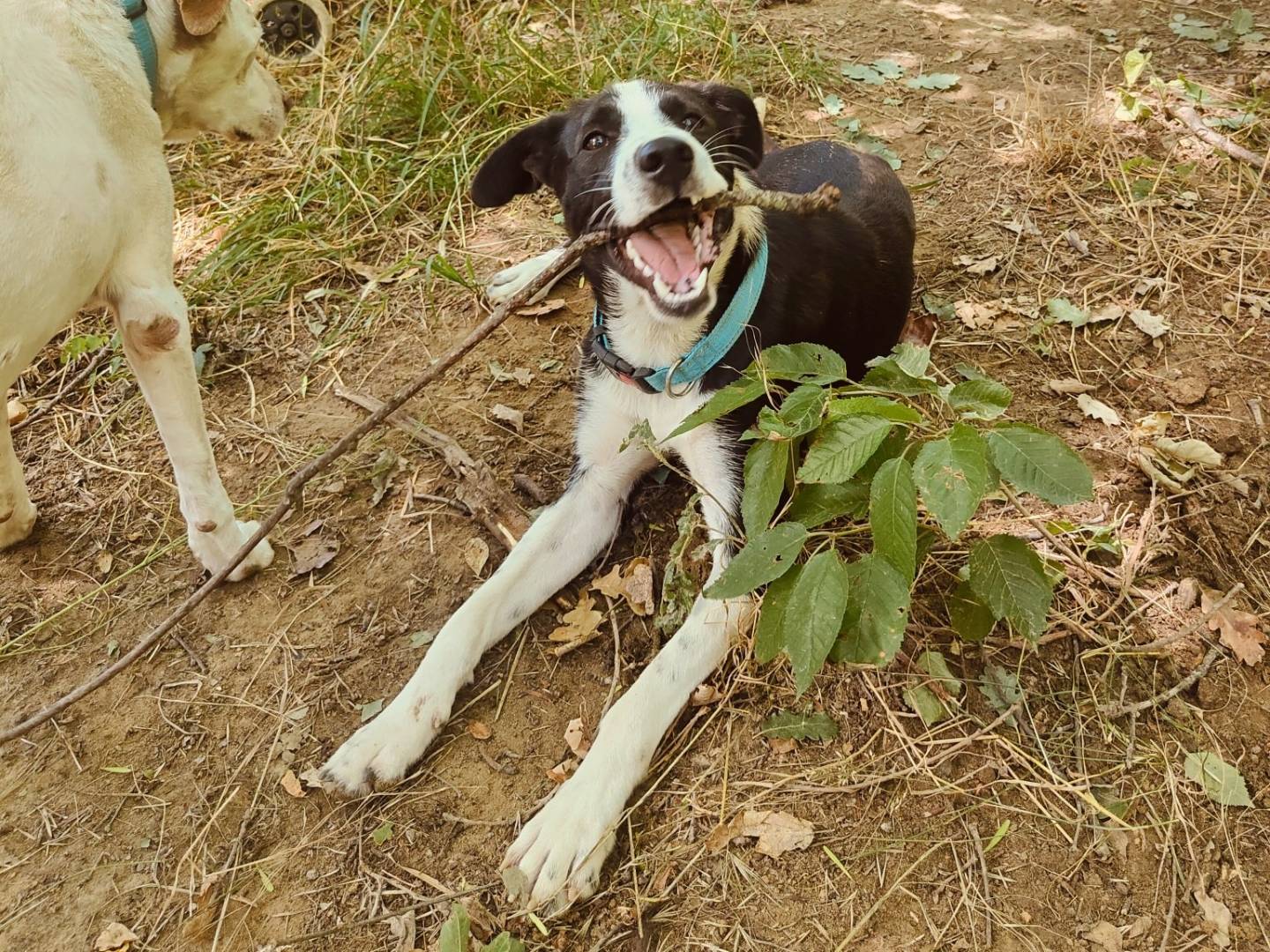 Adozione cane, maschio, Razza sconosciuta Razza sconosciuta, 1 anno e 4 mesi, taglia media, Bologna