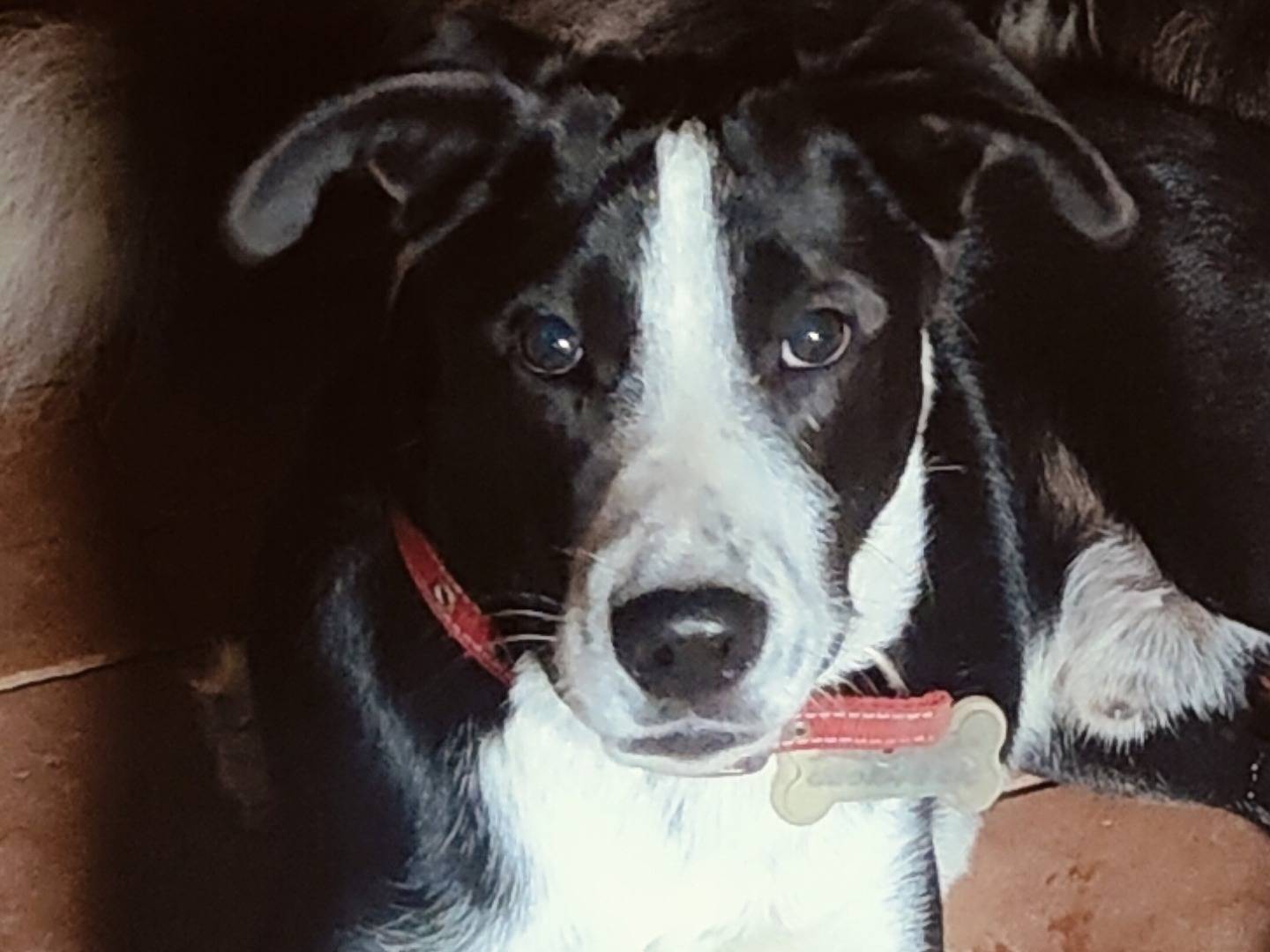 Adotta un cane, maschio, 1 anno e 4 mesi, Bologna
