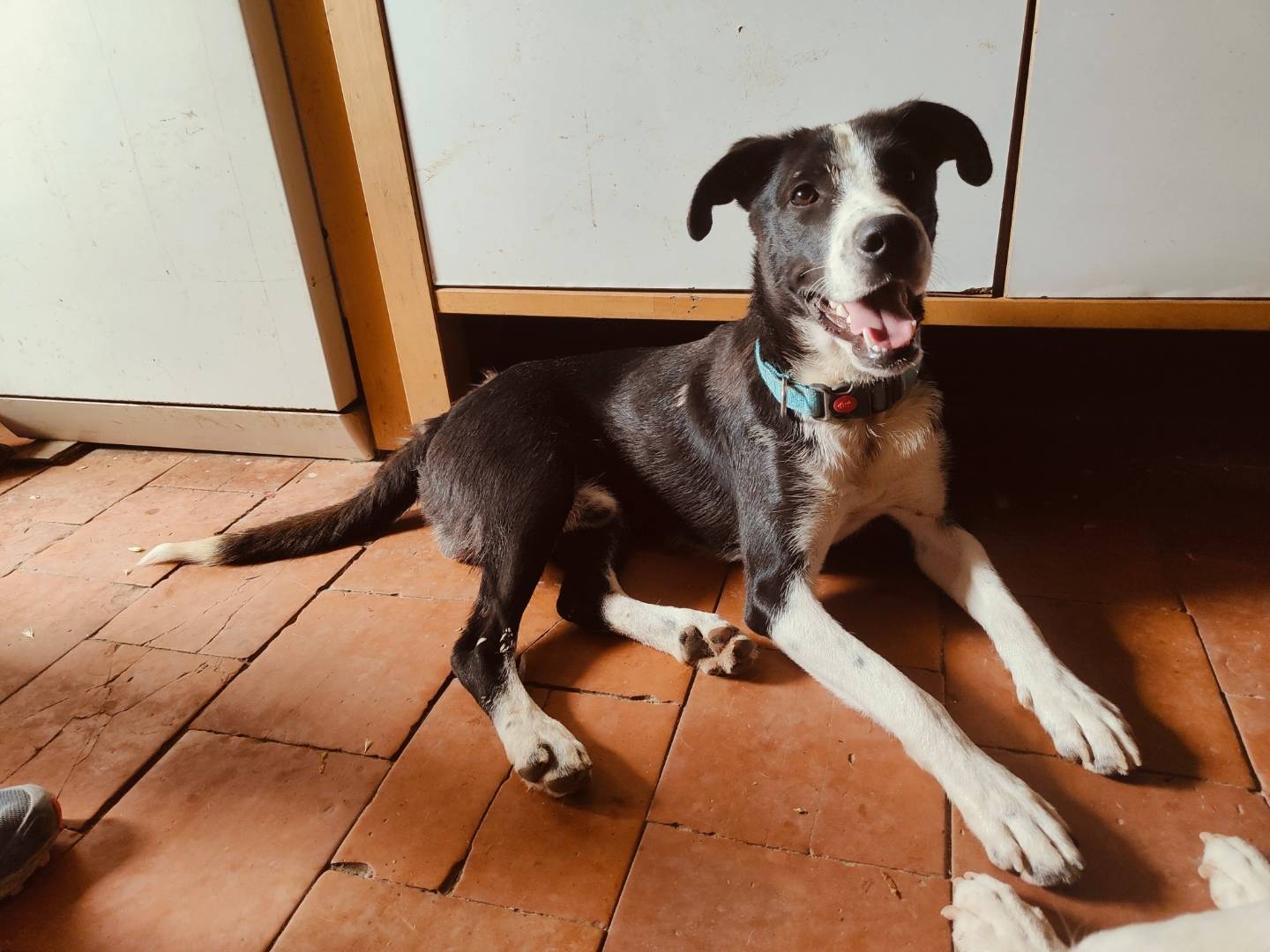 Vuoi adottare un cane a Bologna?