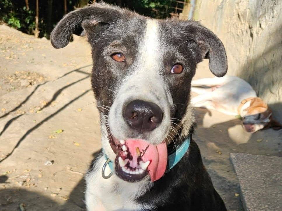 Adotta il cane Bingo a Bologna