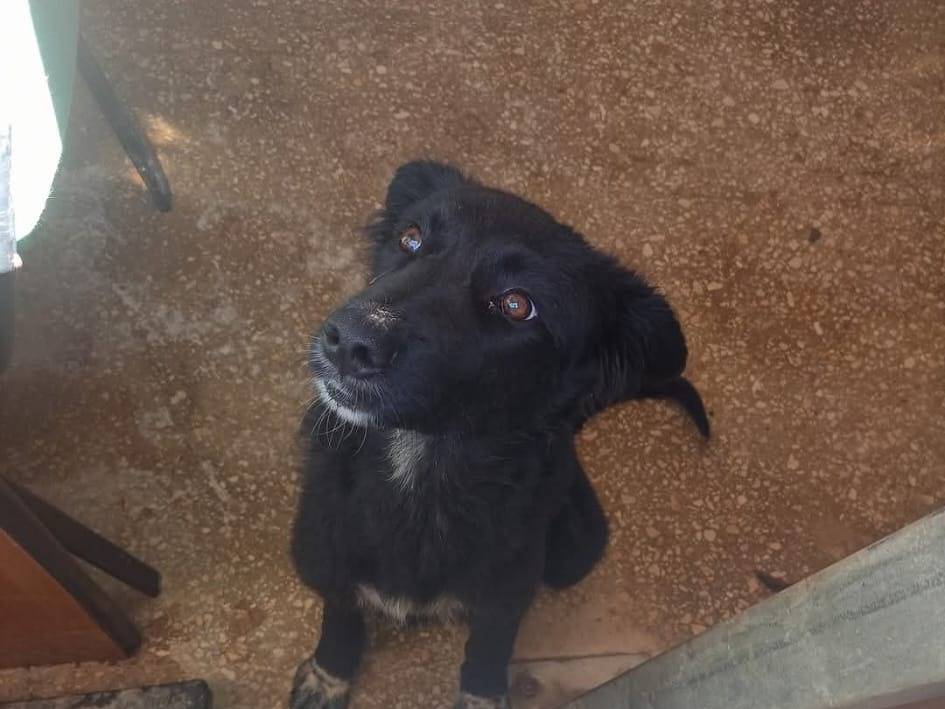 Adozione cane, femmina, Razza sconosciuta Razza sconosciuta, 5 mesi, taglia grande, Ragusa