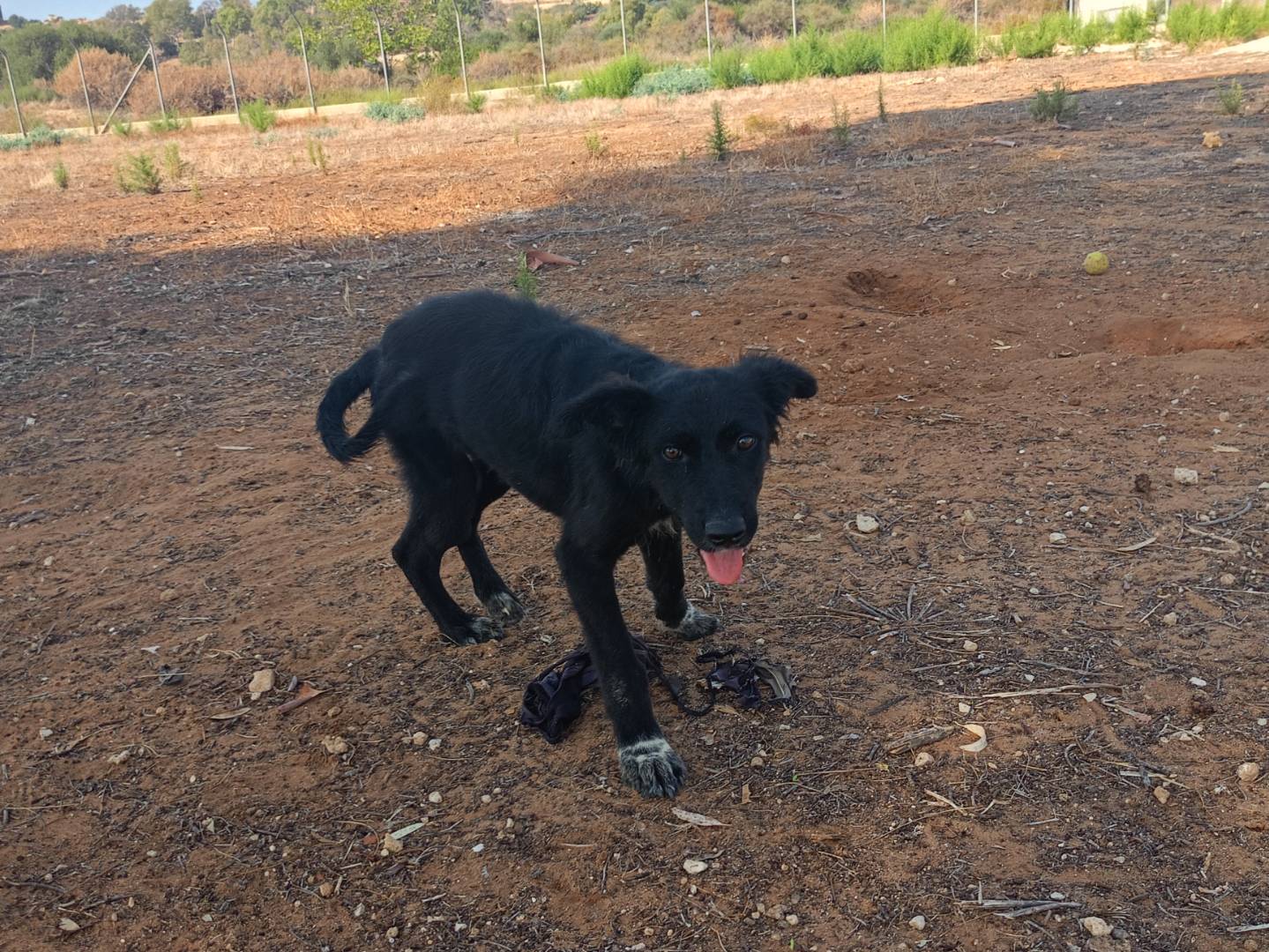 Adotta un cane, femmina, 5 mesi, Ragusa