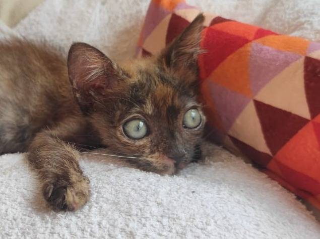 Adozione gatto, femmina, Razza sconosciuta Razza sconosciuta, 1 mesi, taglia non valida, Catanzaro