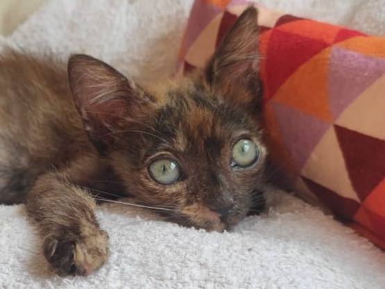 Adotta un gatto, femmina, 1 mesi, Catanzaro