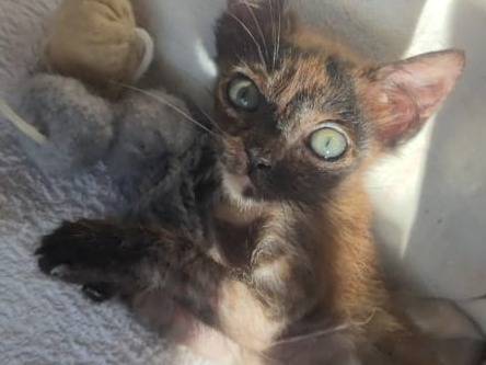 Adotta un gatto, taglia non valida, femmina, Catanzaro