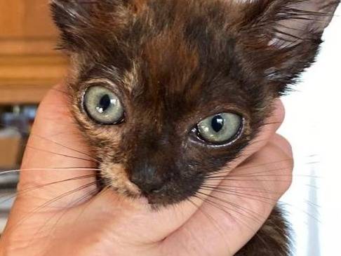Vuoi adottare un gatto a Catanzaro?