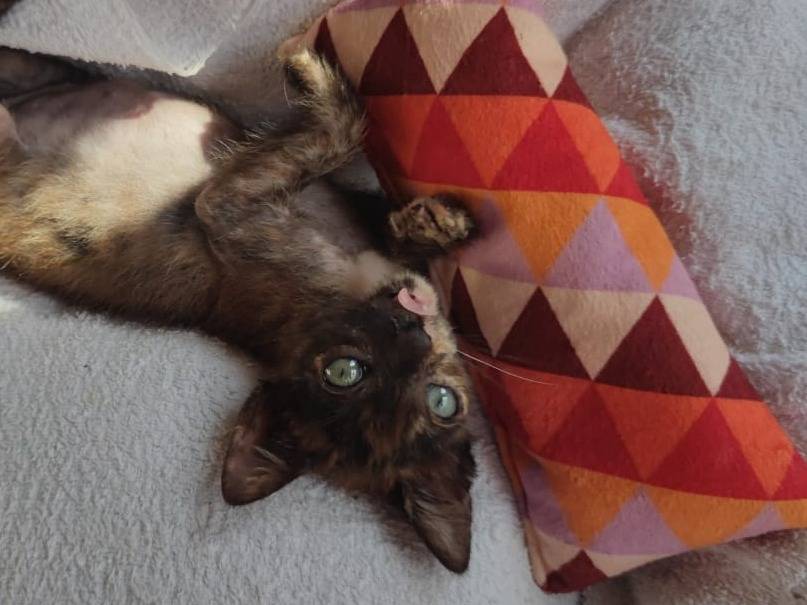 Adotta il gatto Asia a Catanzaro