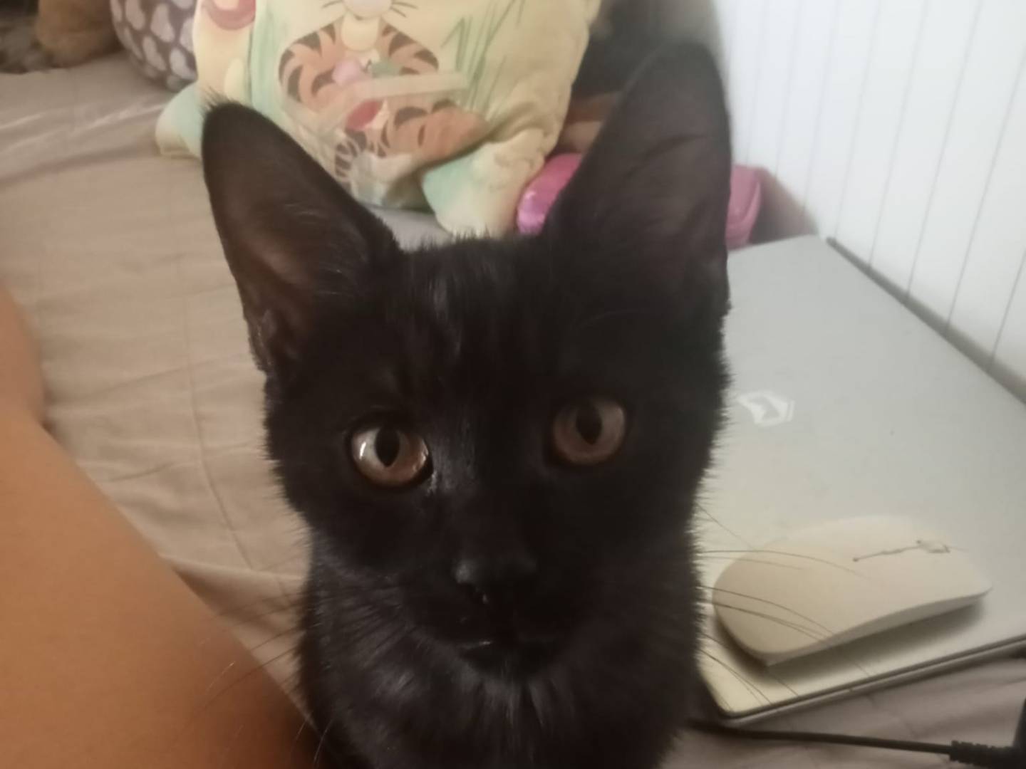Adozione gatto, maschio, Razza sconosciuta Razza sconosciuta, 4 mesi, taglia non valida, Firenze