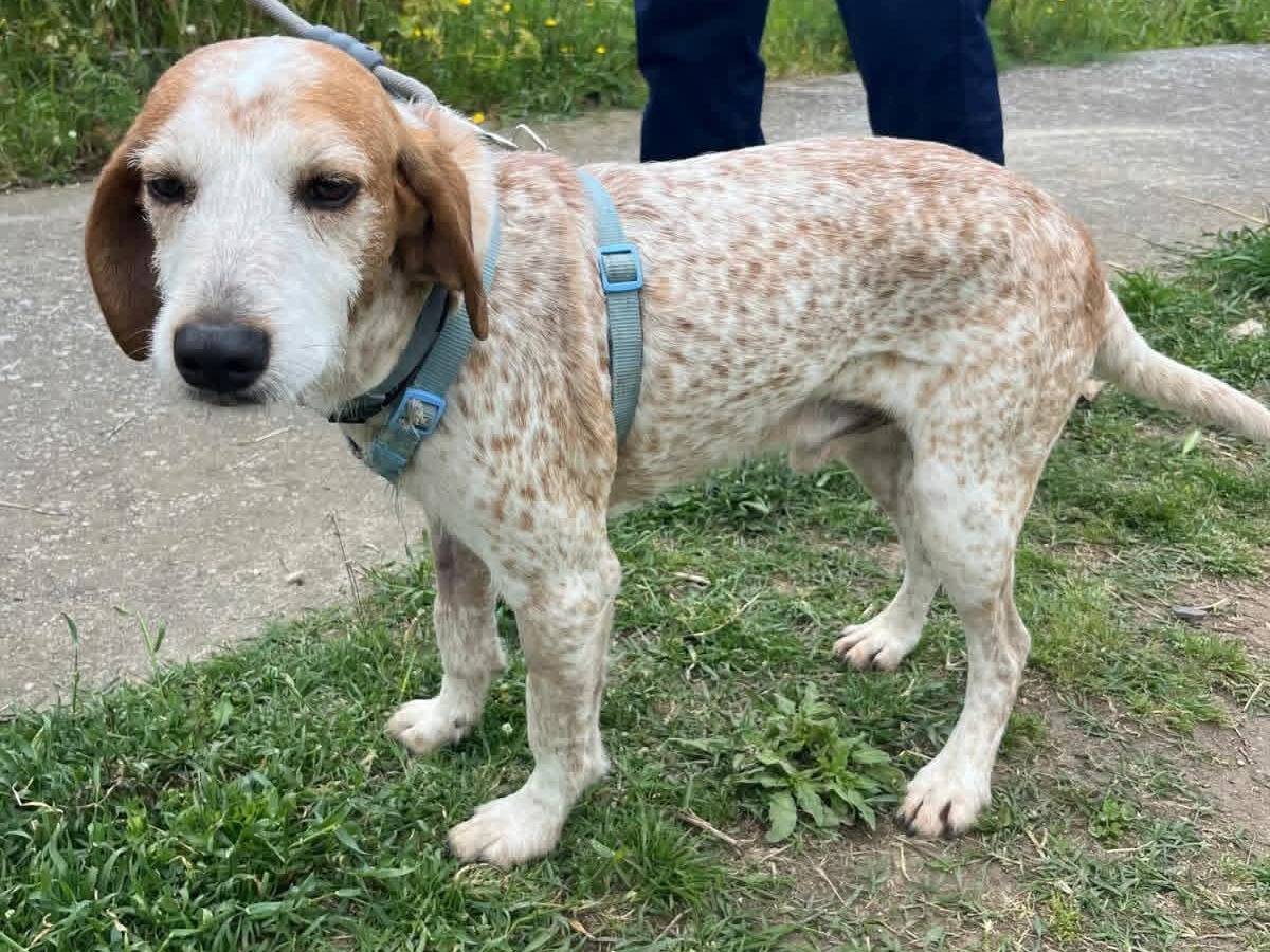 Adozione cane, maschio, Razza sconosciuta Razza sconosciuta, 5 anni e 2 mesi, taglia media, Cosenza