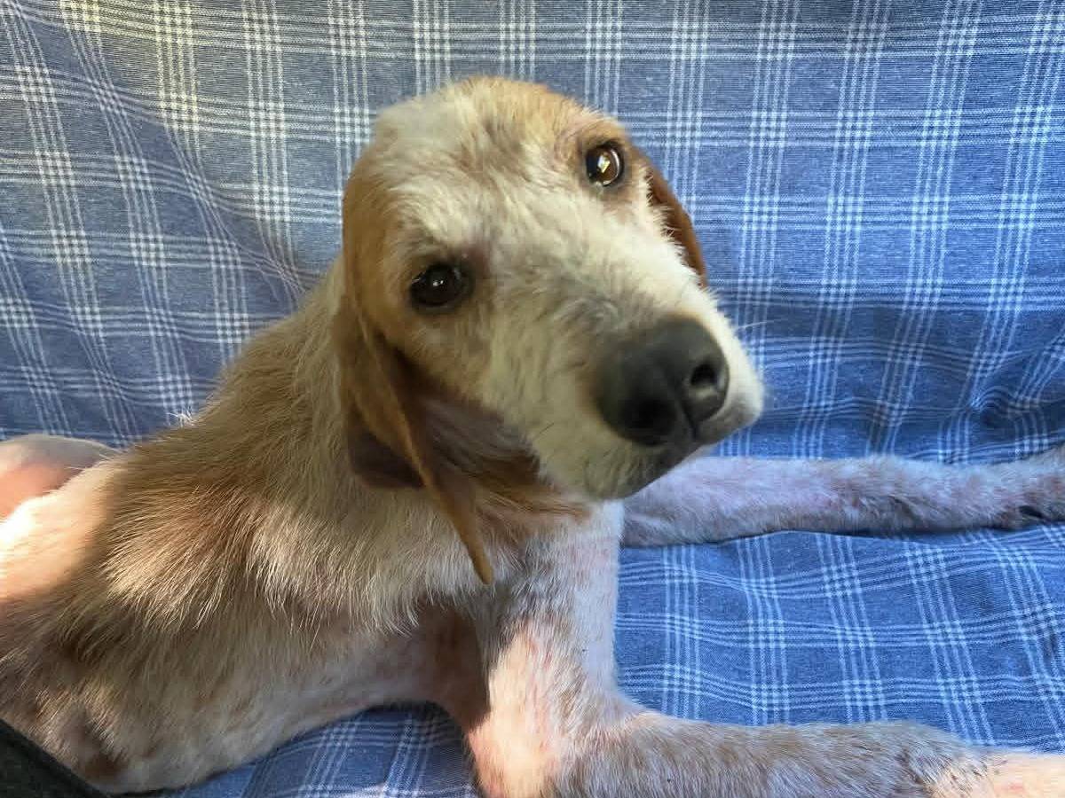 Adotta un cane, taglia media, maschio, Cosenza