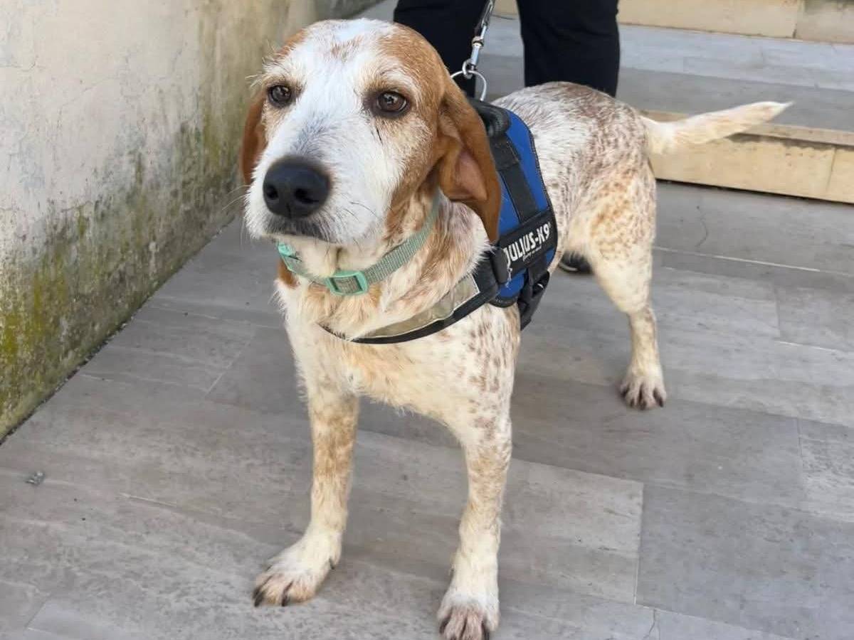 Vuoi adottare un cane a Cosenza?