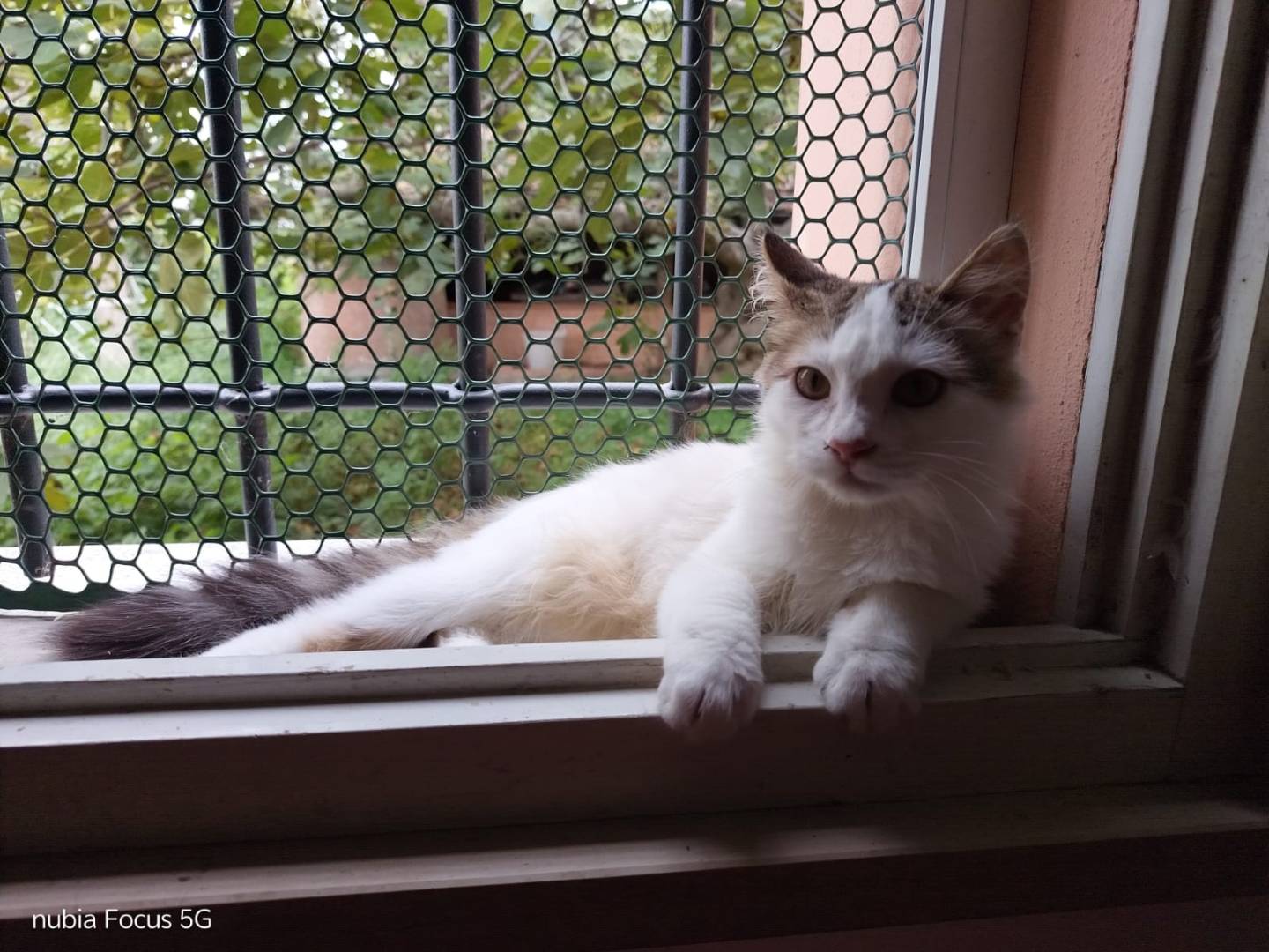 Adozione gatto, maschio, Razza sconosciuta Razza sconosciuta, 5 mesi, taglia non valida, Ravenna