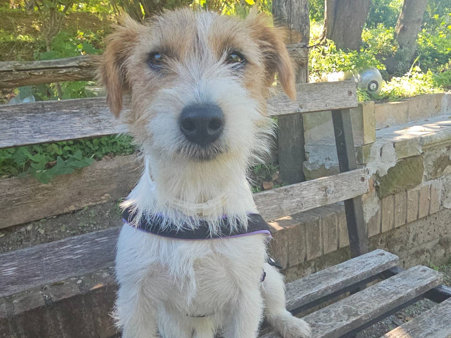 Adozione cane, femmina, Jack Russell Terrier Razza sconosciuta, 1 anno e 8 mesi, taglia piccola, Avellino