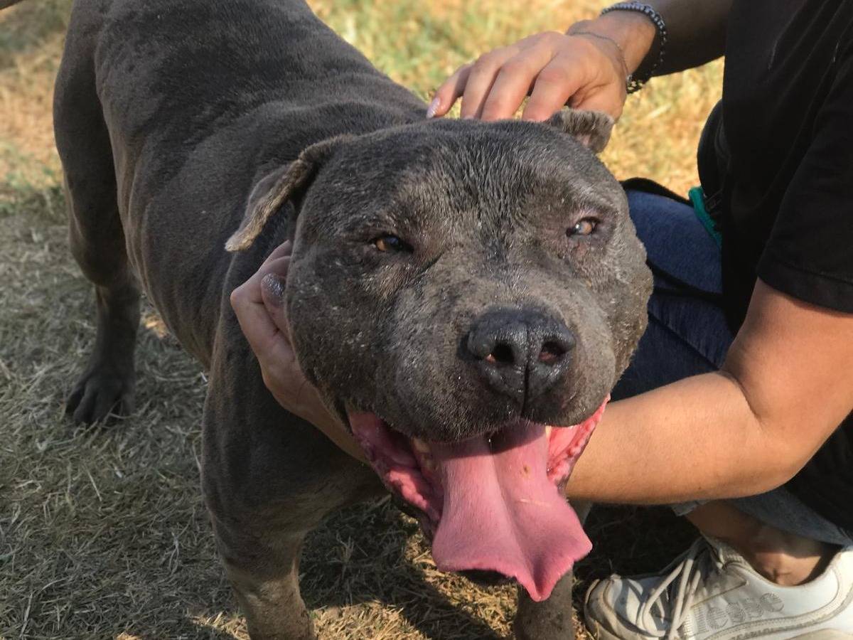 Adozione cane, maschio, Pitbull Razza sconosciuta, 9 anni e 3 mesi, taglia media, Latina
