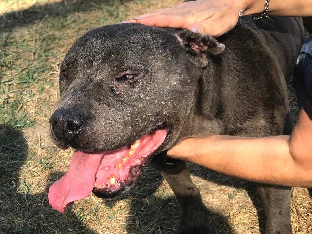 Adotta un cane, maschio, 9 anni e 3 mesi, Latina
