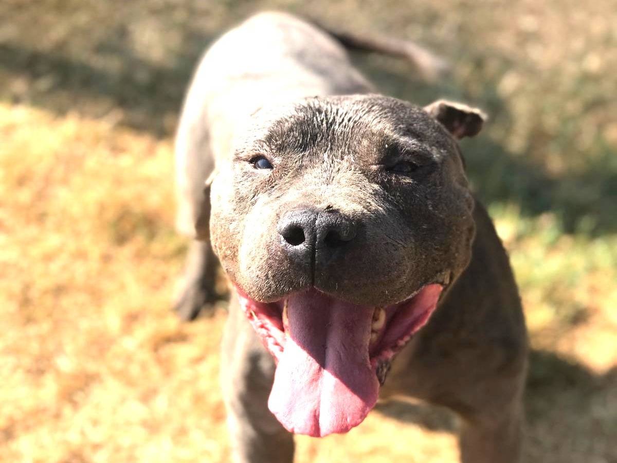 Vuoi adottare un cane a Latina?