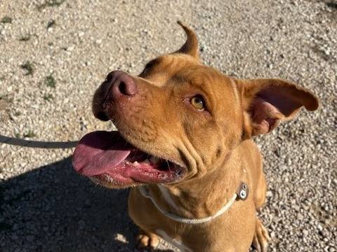 Adozione cane, femmina, Pitbull Razza sconosciuta, 3 anni e 9 mesi, taglia media, Latina