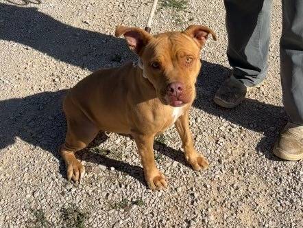 Adotta un cane, femmina, 3 anni e 9 mesi, Latina