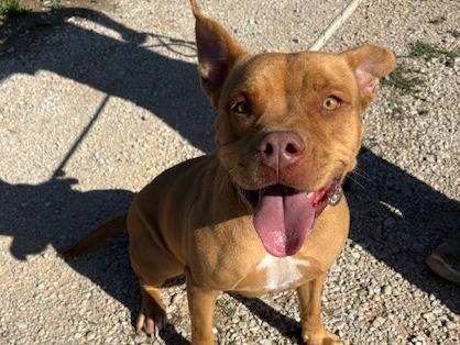Vuoi adottare un cane a Latina?