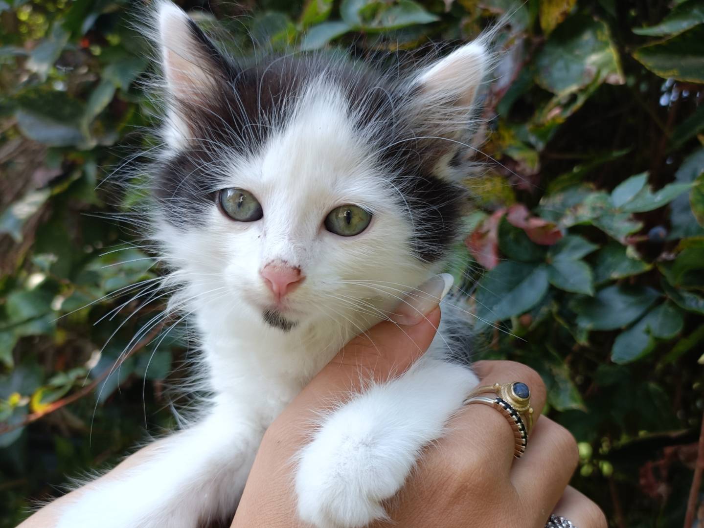 Adozione gatto, maschio, Razza sconosciuta Razza sconosciuta, 2 mesi, taglia non valida, Asti
