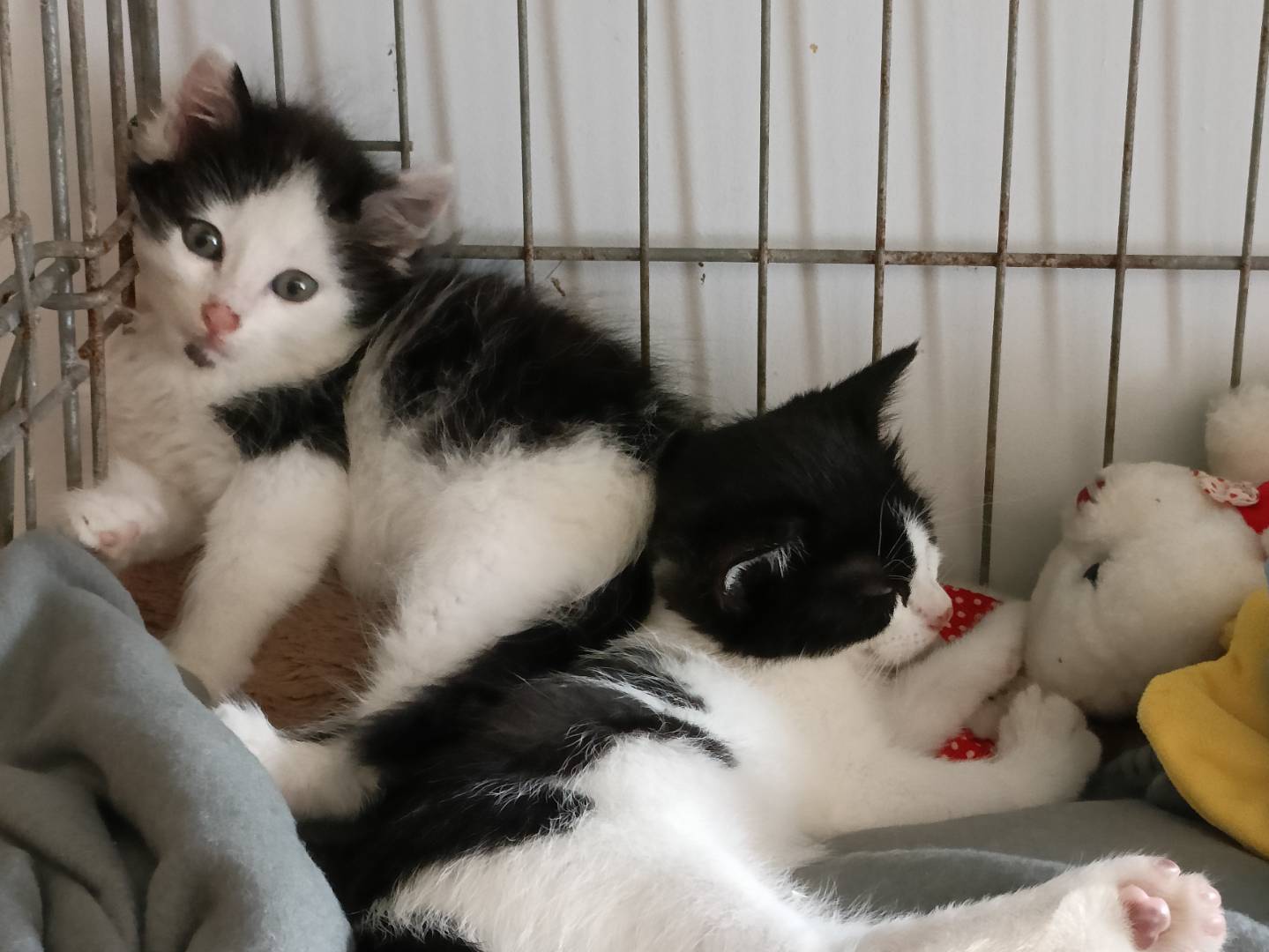 Adotta un gatto, maschio, 2 mesi, Asti