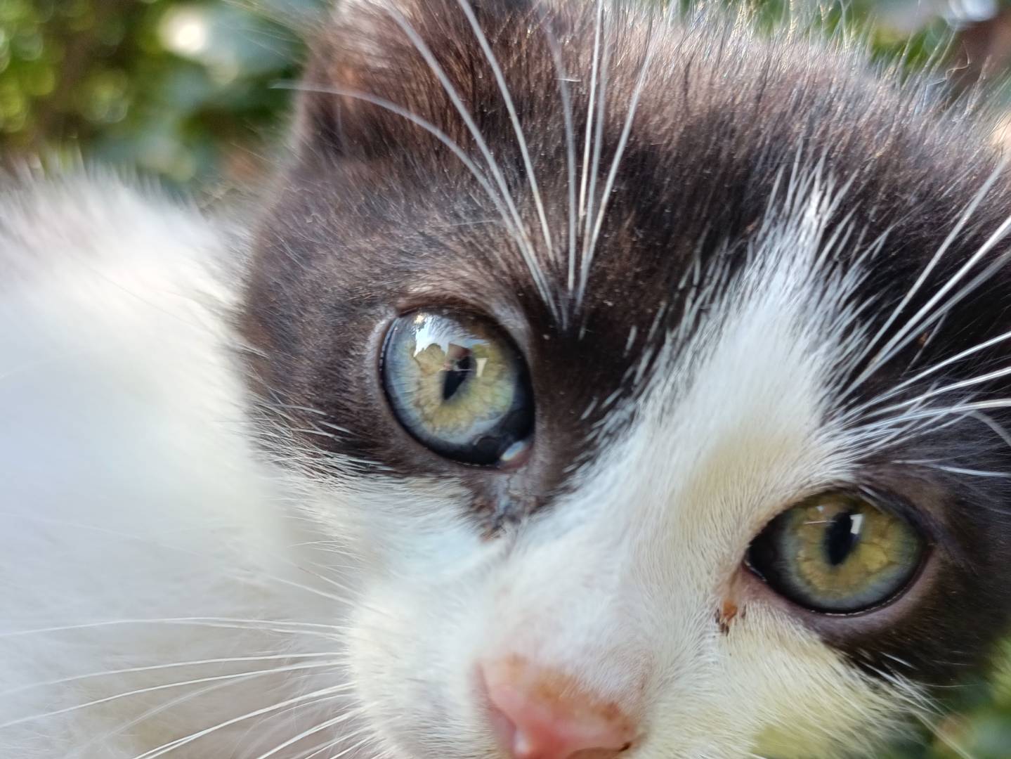 Adozione gatto, maschio, Razza sconosciuta Razza sconosciuta, 2 mesi, taglia non valida, Asti