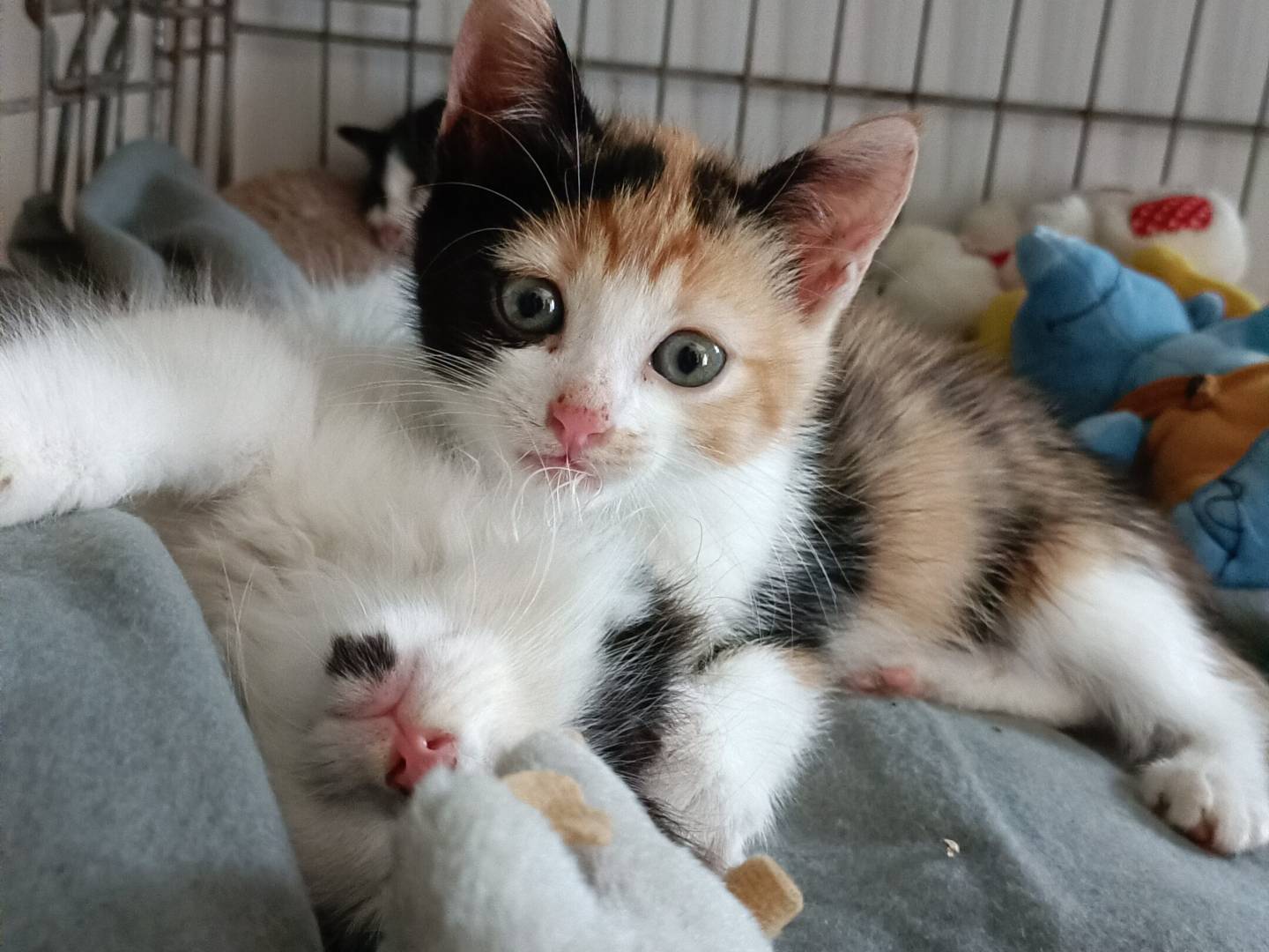 Adozione gatto, femmina, Razza sconosciuta Razza sconosciuta, 2 mesi, taglia non valida, Asti
