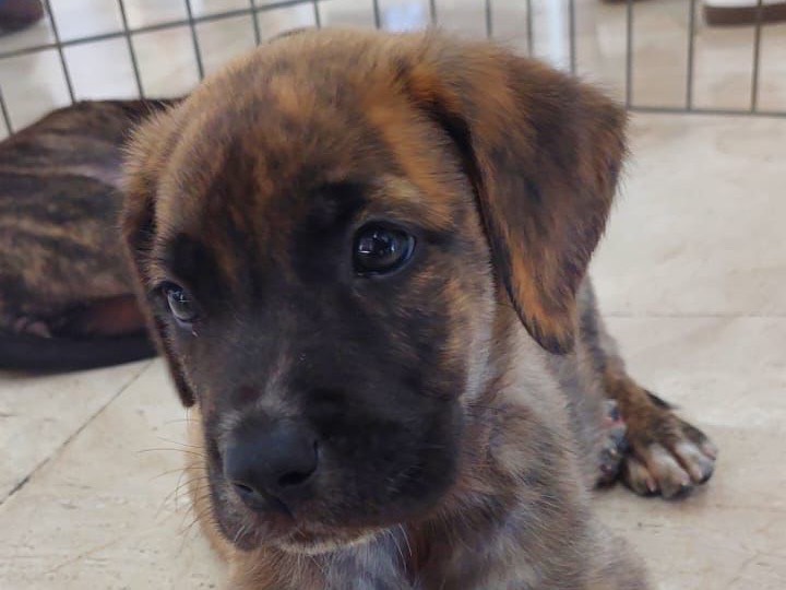 Adozione cane, maschio, Razza sconosciuta Razza sconosciuta, 3 mesi, taglia media, Sud