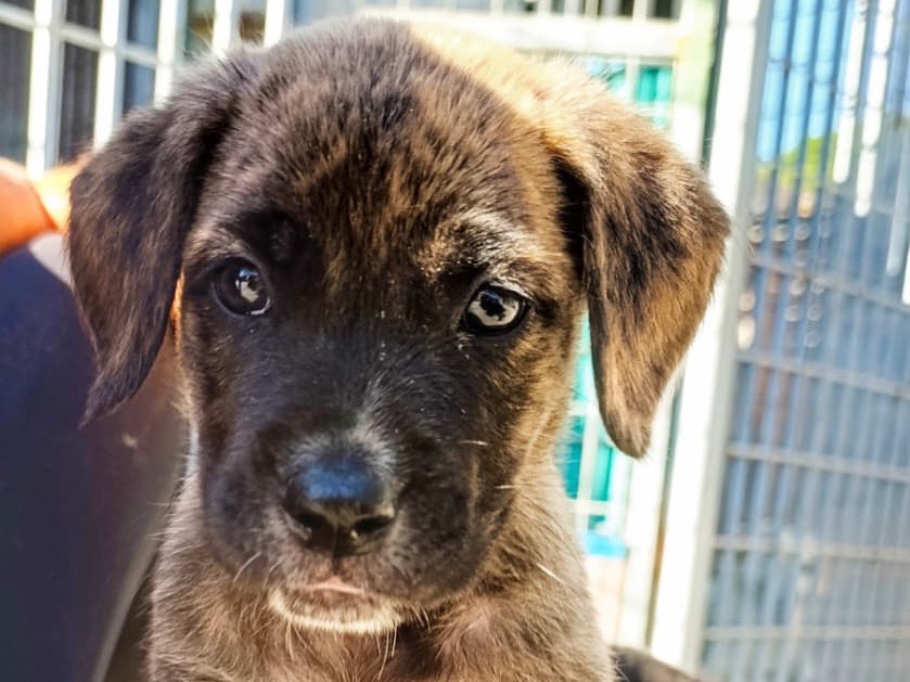 Adotta un cane, maschio, 3 mesi, Sud