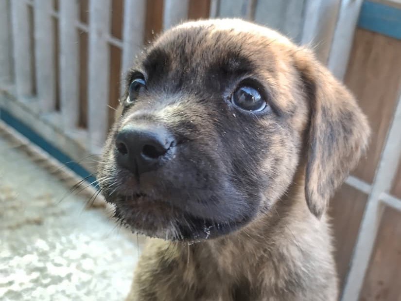 Adotta un cane, taglia media, maschio, Sud
