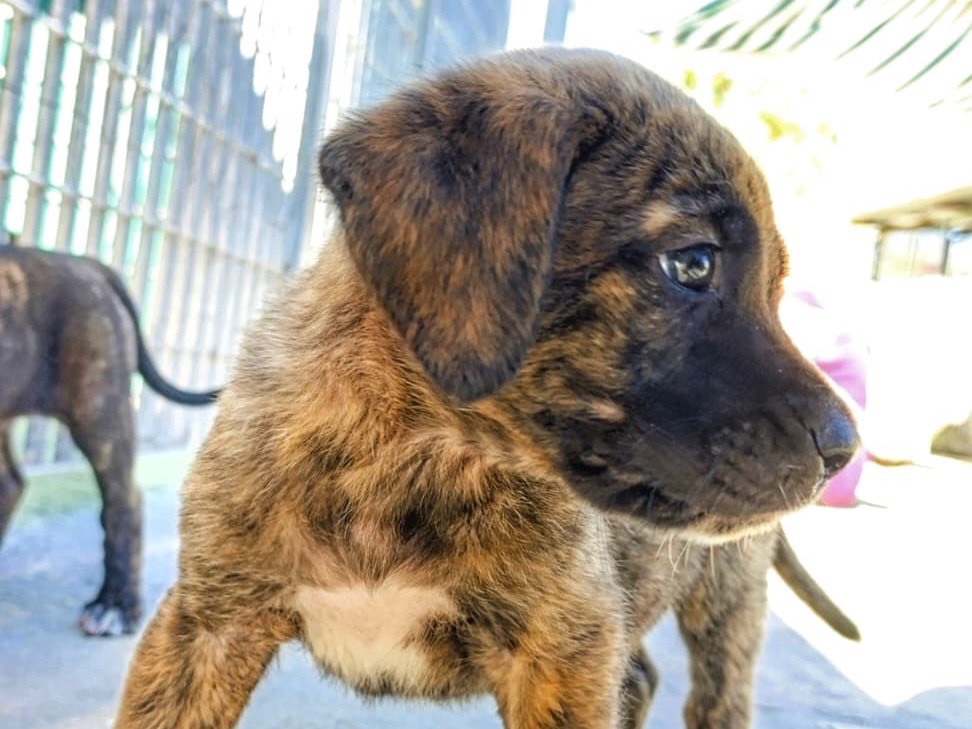 Vuoi adottare un cane a Sud?