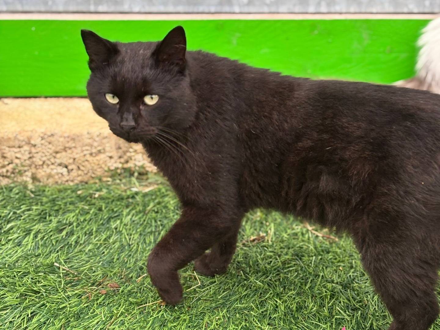 Adozione gatto, maschio, Razza sconosciuta Razza sconosciuta, 2 anni e 8 mesi, taglia non valida, Pisa
