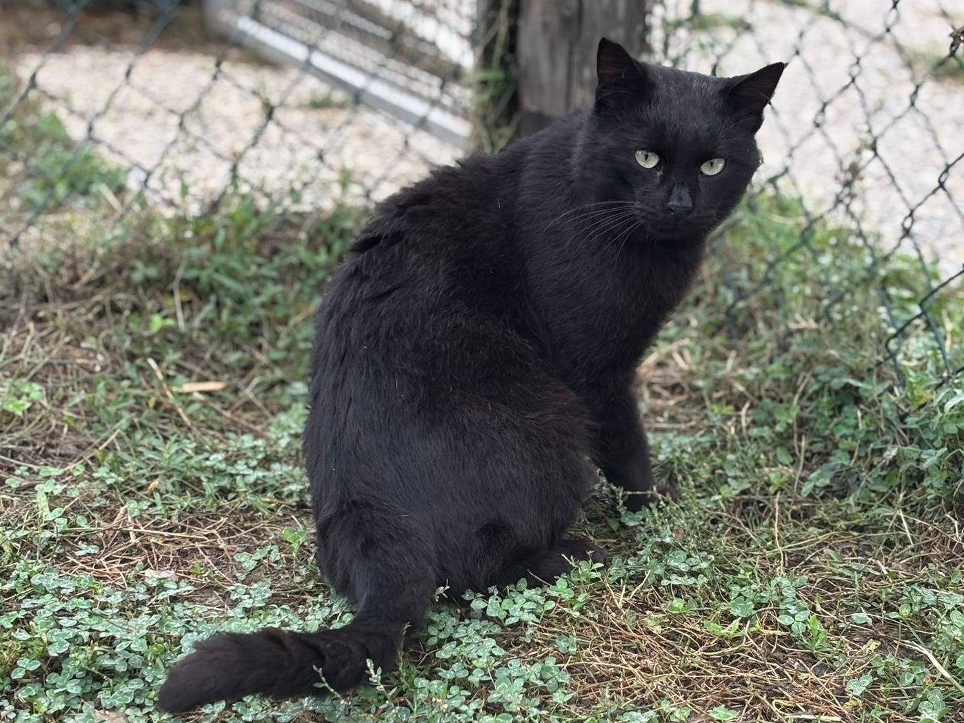 Adotta un gatto, maschio, 2 anni e 8 mesi, Pisa