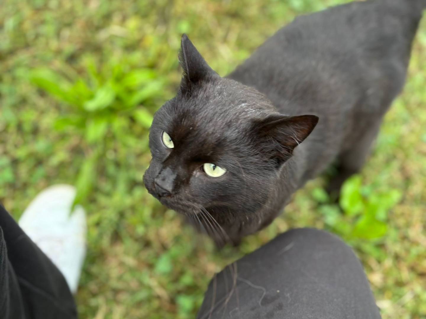 Adotta un gatto, taglia non valida, maschio, Pisa