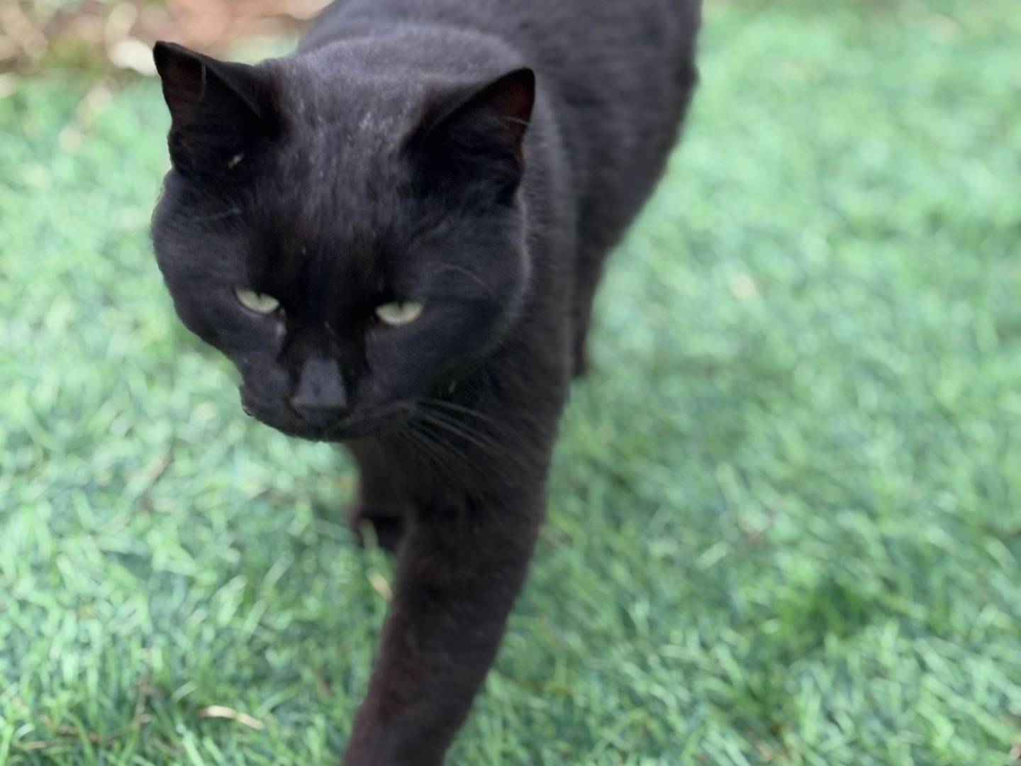 Vuoi adottare un gatto a Pisa?