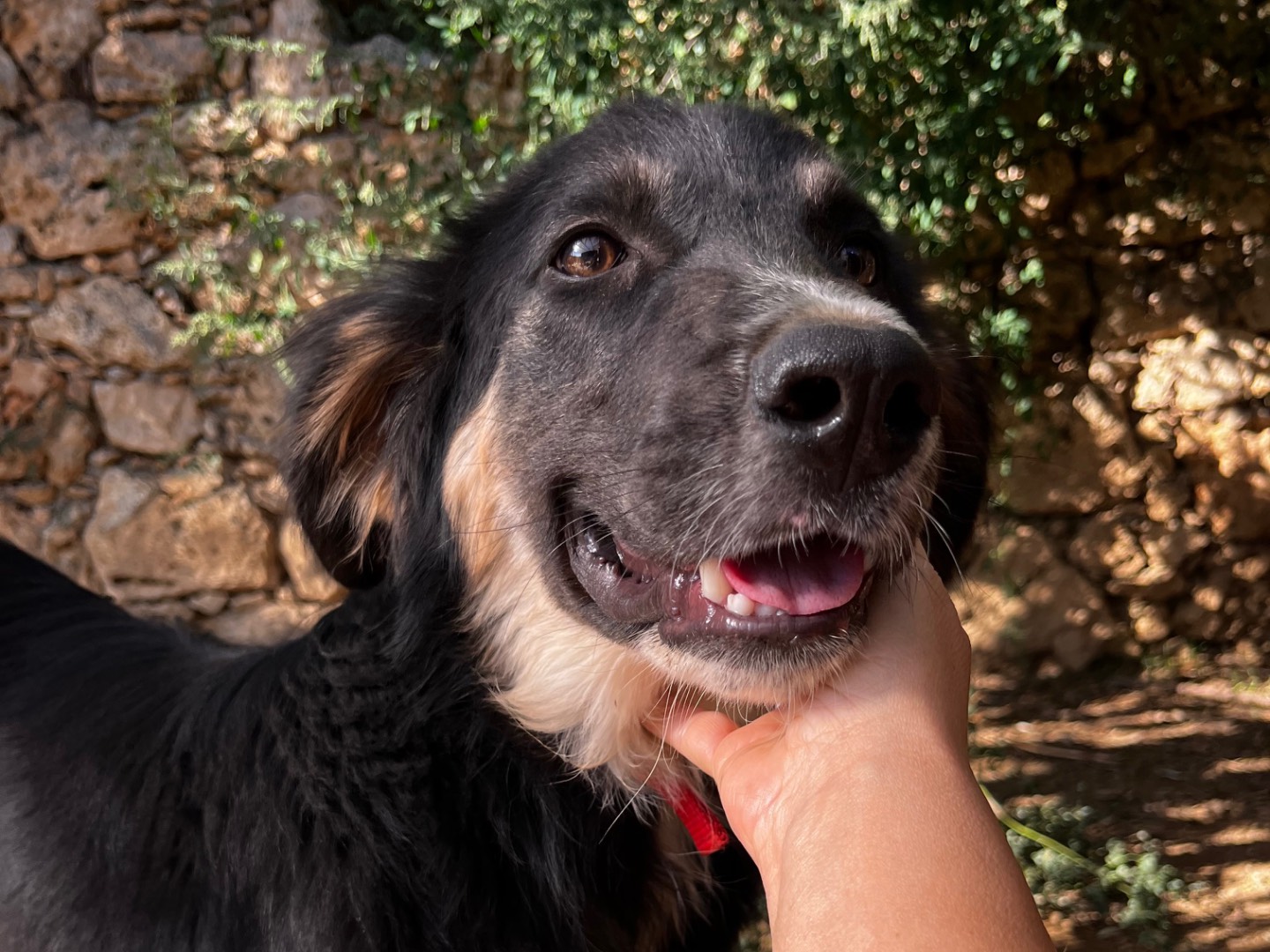 Adozione cane, maschio, Razza sconosciuta Razza sconosciuta, 8 mesi, taglia media, Savona