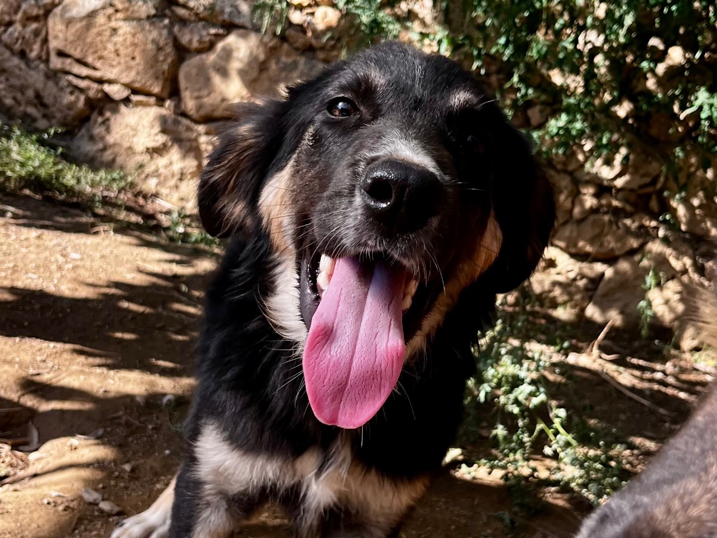 Adotta un cane, maschio, 8 mesi, Savona