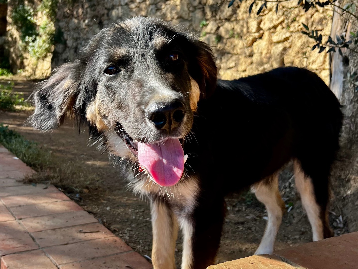 Adotta un cane, taglia media, maschio, Savona