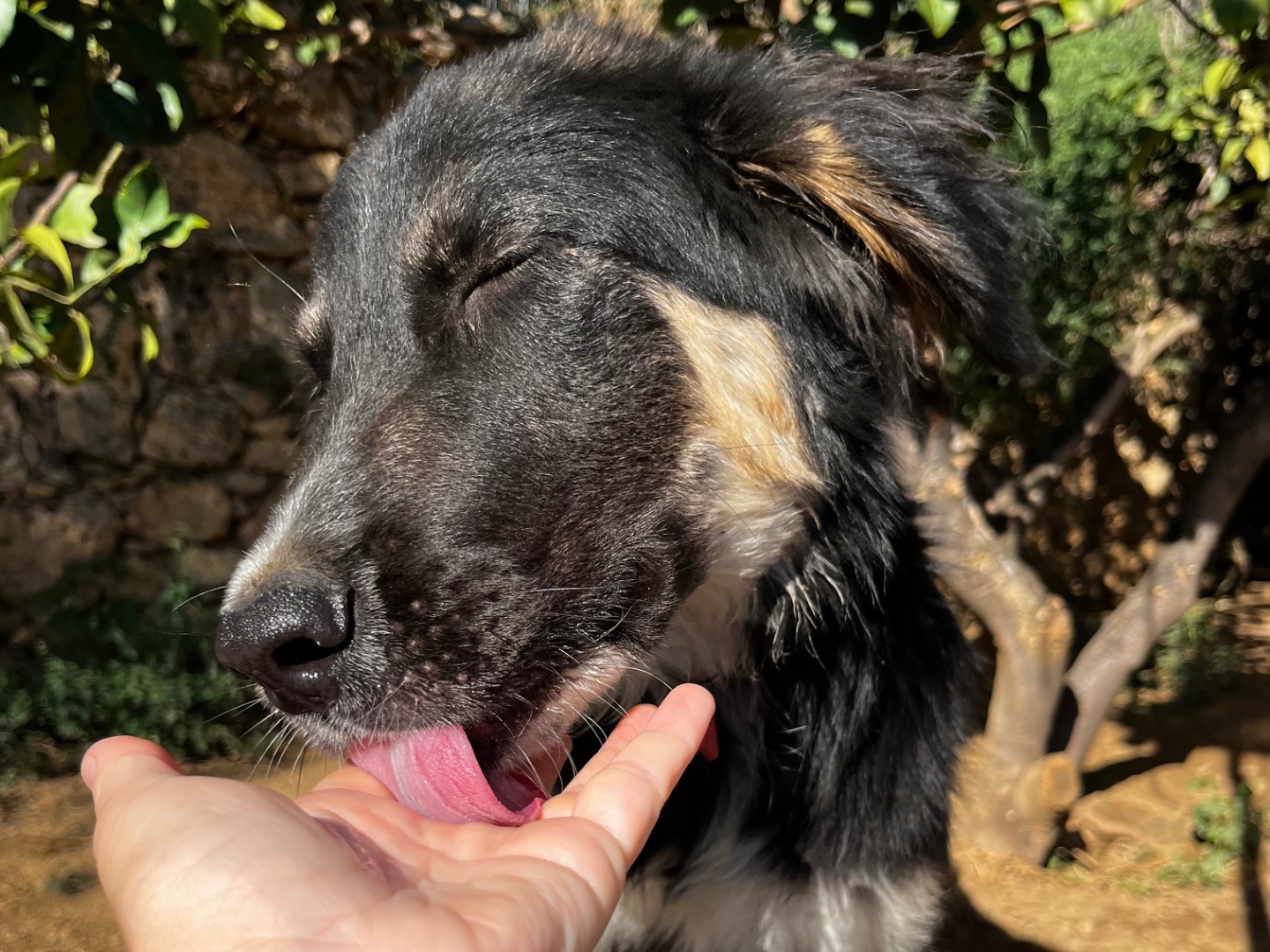 Vuoi adottare un cane a Savona?