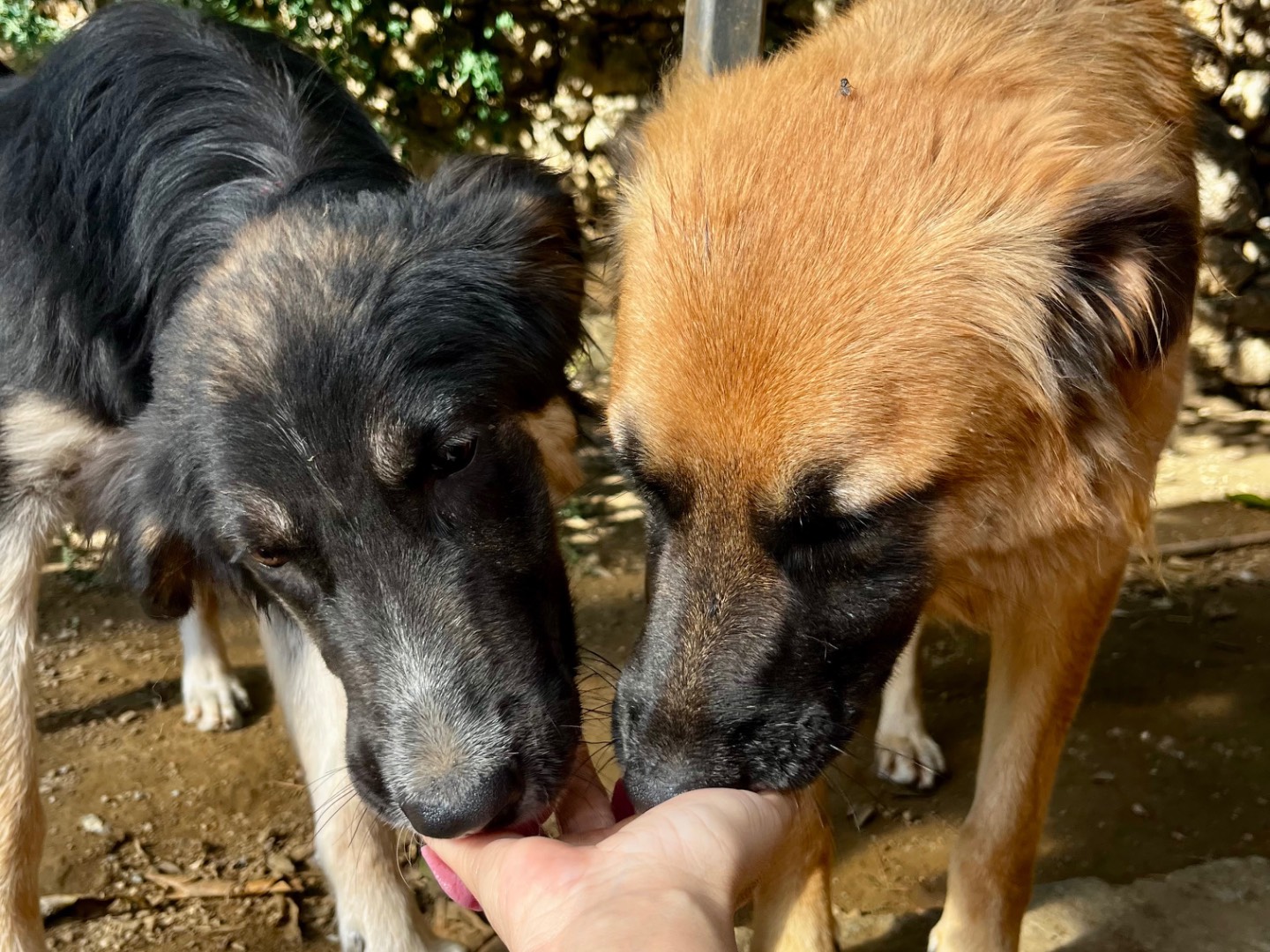 Adotta il cane Topinho a Savona