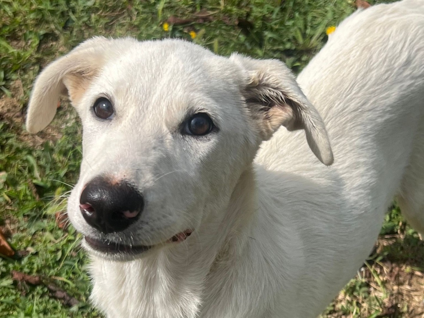Vuoi adottare un cane a Savona?