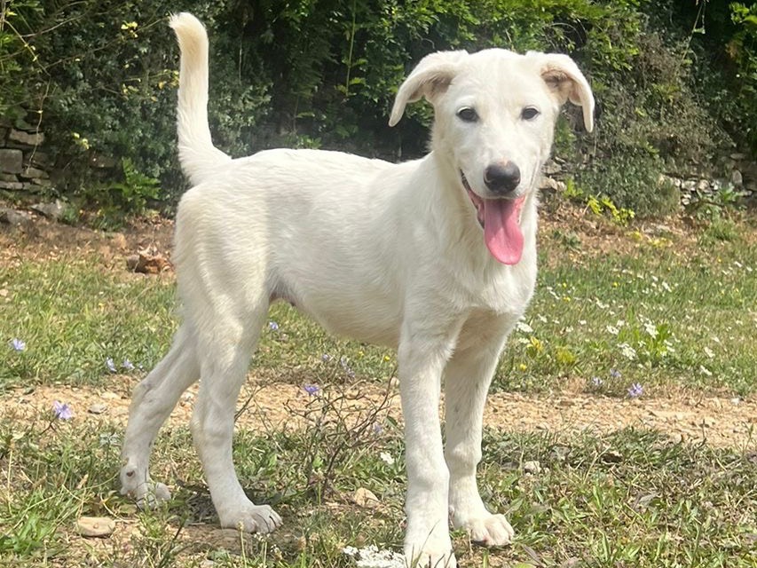 Adotta il cane Lisetta a Savona